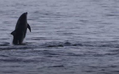 Туристы утверждают, что видели в Балтийском море дельфинов