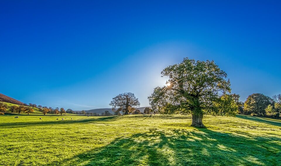 tree