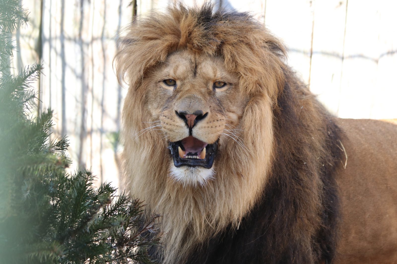 lietuvos-zoologijos-sodo-gyvunai-9