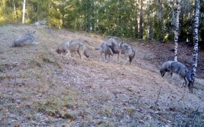 Неподалёку от Таураге на видео попали игрища волков
