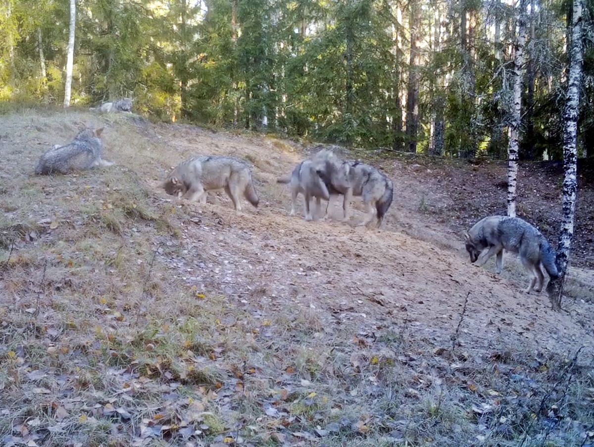 wolfs