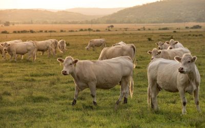 Будет ли газ, выделяемый домашним скотом облагаться налогом в Литве?