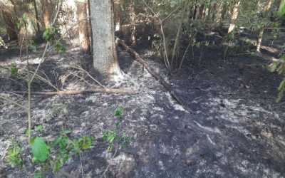 Пожар площадью 5 га в Национальном парке Жемайтии — мобилизованы большие силы