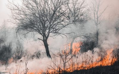 Пожары — спутники аномальной засухи