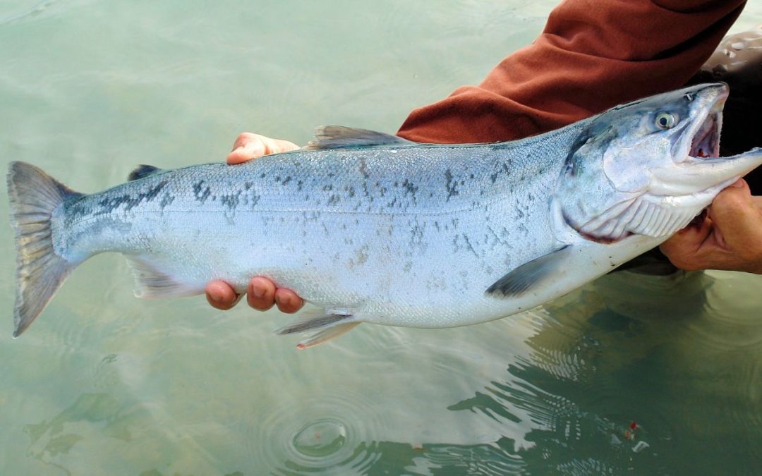 Запрещён на вылов лосося и морского леща в реках, важных для их миграции