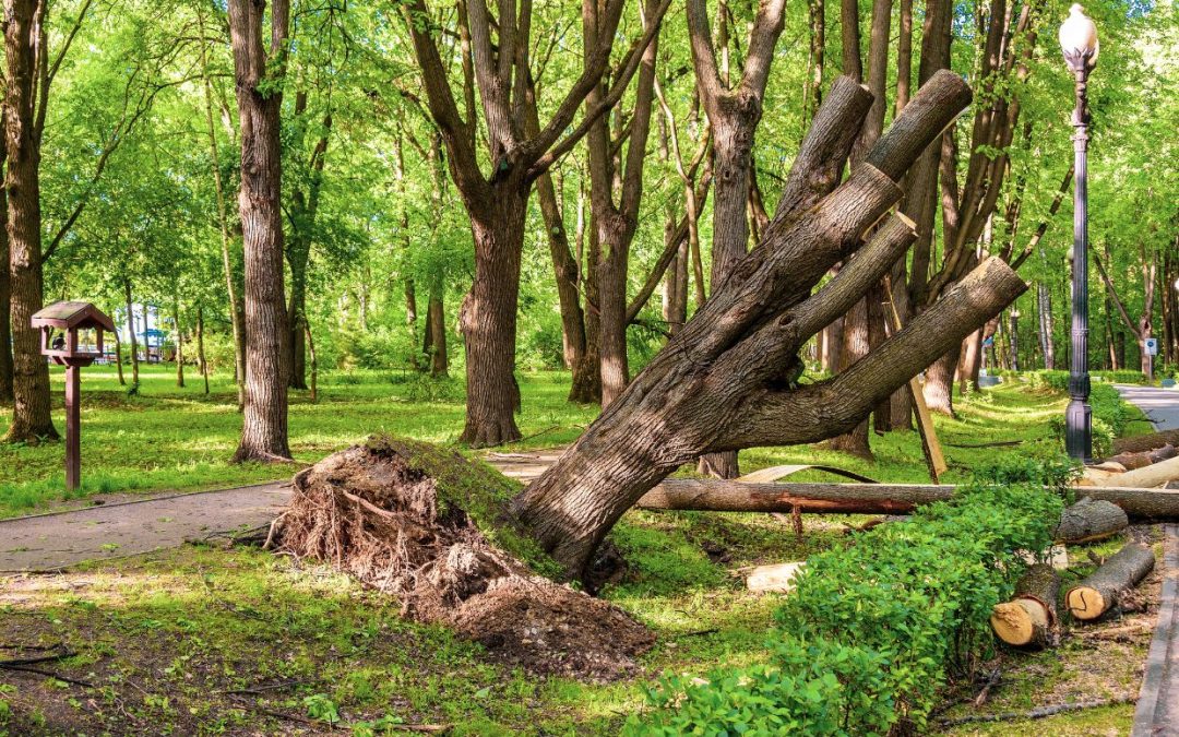 Сильный ветер в Литве повалил деревья: около 20 000 потребителей остались без электричества