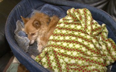 Два дня безразличия – собака чудом выжила на морозе 