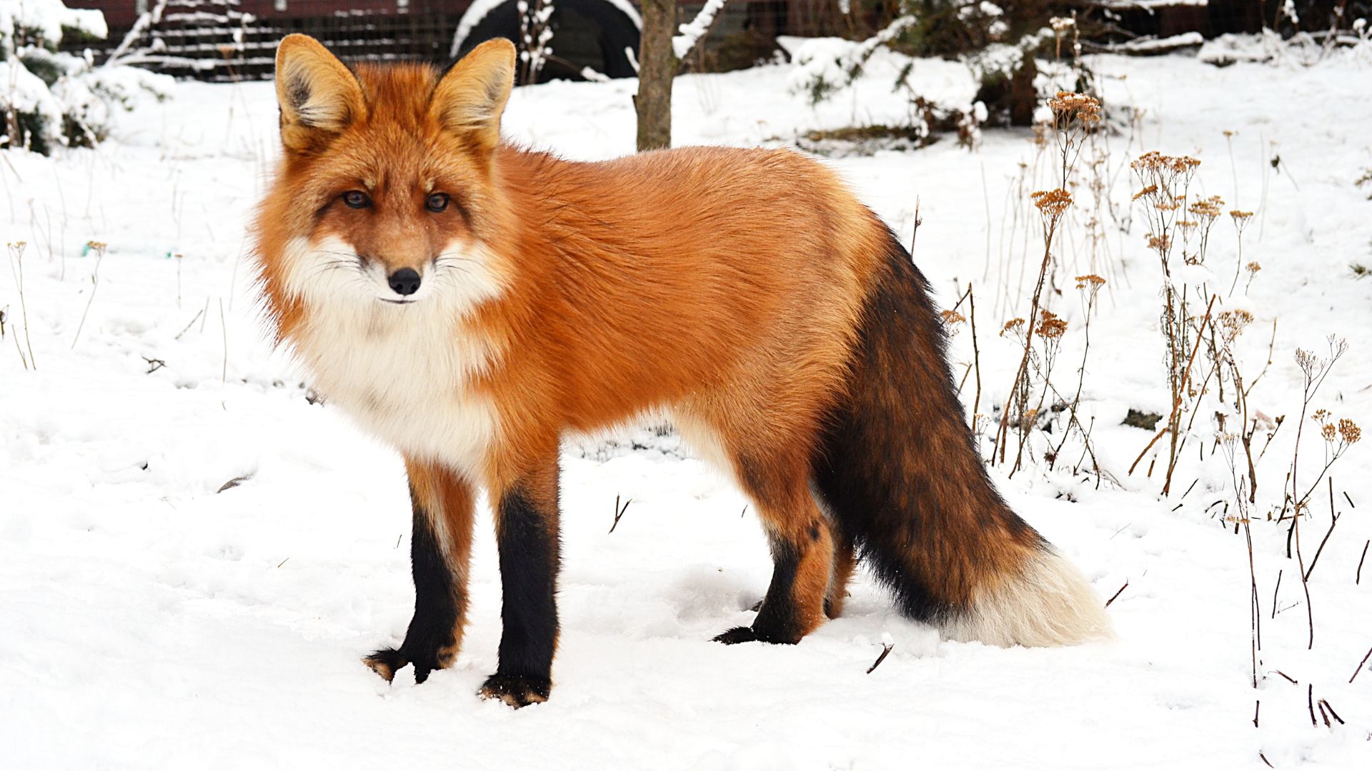 6_wild animals