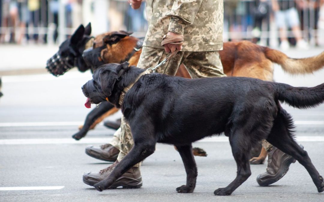 Четвероногие защитники: как полицейские собаки защищают общество