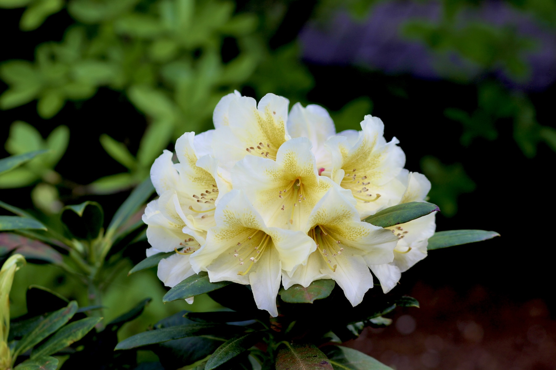 rododendrasschneebukettcopy